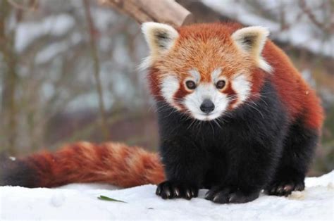 40 Interesting Red Pandas Facts Serious Facts