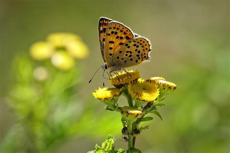 Yellow Flower Insect Butterfly Macro Wallpaper Coolwallpapersme