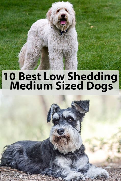 10 Best Low Shedding Medium Sized Dogs Dog Breeds Medium Dog Breeds