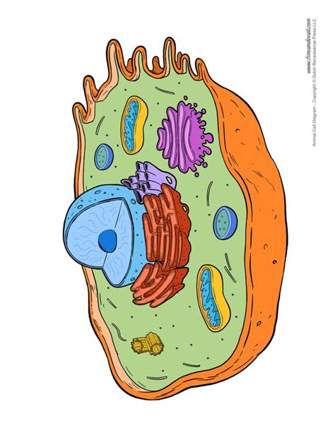 Animal Cell Diagram Worksheet Tims Printables