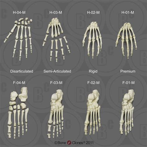 Human Adult Male Hand Disarticulated Bone Clones Inc