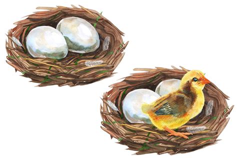 Watercolor Art Bird Nest With Eggs And Flowers By Watercolor Fantasies