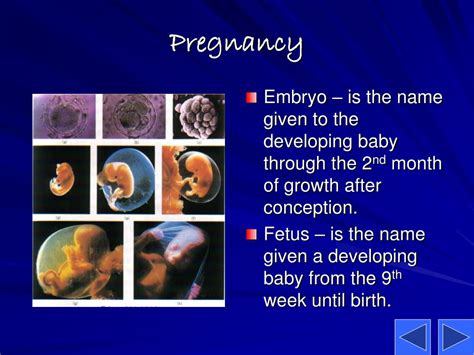 Ppt Conception Pregnancy And Childbirth Powerpoint Presentation Id