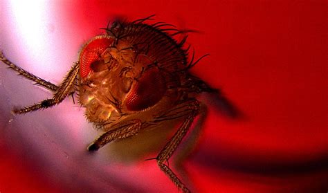 For Male Flies Pleasure Comes With Ejaculation Inside Science