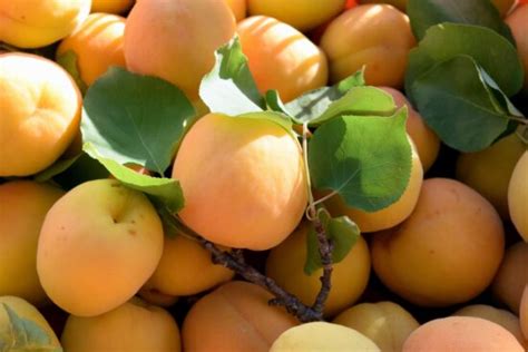 Free Picture Peach Organic Leaf Vitamin Food Nutrition Leaf Fruit