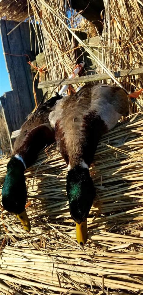 Maryland Duck Hunting Photo Gallery Quakerneck Gun Club