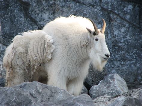 Mountain Goat This Large Impressive Mountain Goat Resides Flickr