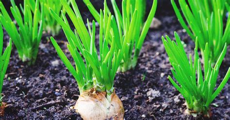 Growing Shallots Best Varieties Planting Guide Care Problems And
