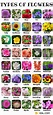 Types of Flowers: A Comprehensive Guide with Pretty Pictures • 7ESL
