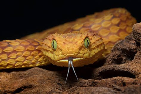 Best Viper Snake Stock Photos Pictures And Royalty Free Images Istock