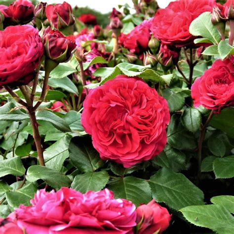 Red Leonardo Da Vinci Floribunda Rose Famous Roses