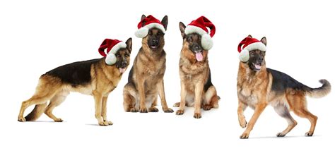 The Twelve Breeds Of Christmas German Shepherd Dog Tevra Pet