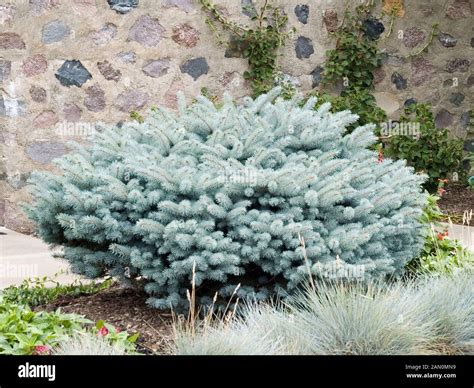 Picea Pungens Glauca Globosa Stockfotos Und Bilder Kaufen Alamy