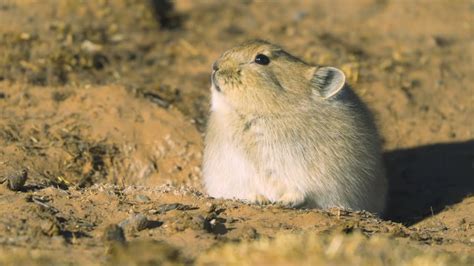 The Role Of The Plateau Pika In The Hoh Xil Ecosystem Youtube