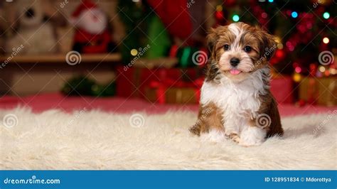 Happy Havanese Puppy In Front Of A Christmas Backgroud Stock Photo