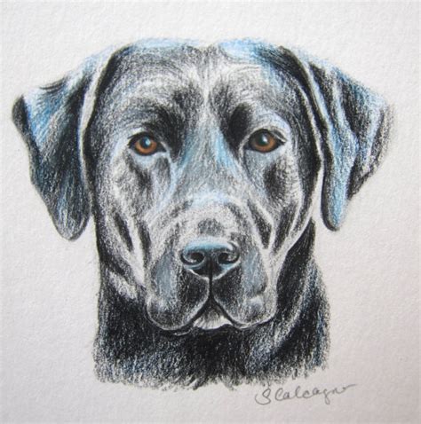 Labrador Dog Drawing At Getdrawings Free Download