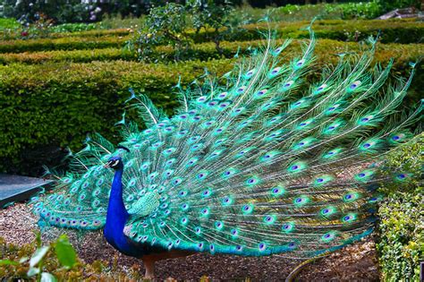 Colorful And Beautiful Pictures Of Peacock Incredible Snaps