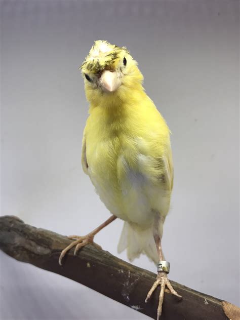 Canary Birds For Sale Aurora Il 235093 Petzlover