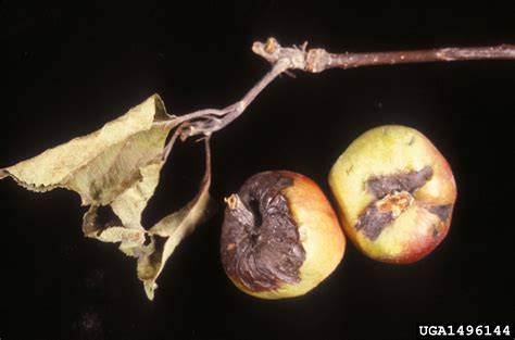 Fire Blight Erwinia Amylovora On Crabapple And Apple Malus Spp