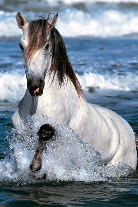 Free Download Hd White Horse And Sea Wallpaper For Iphone 4 640x960