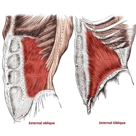 Internal And External Obliques Anatomy Origin Insertion Actions