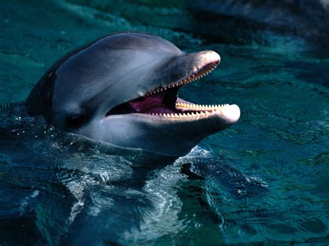 Amazing Wallpapers Animals Dolphins