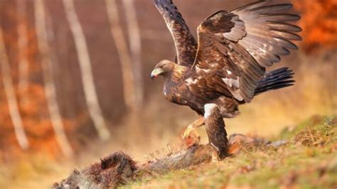 What Eats Eagles A Closer Look At Eagle Predators