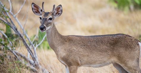why do female deer sometimes grow antlers meateater conservation