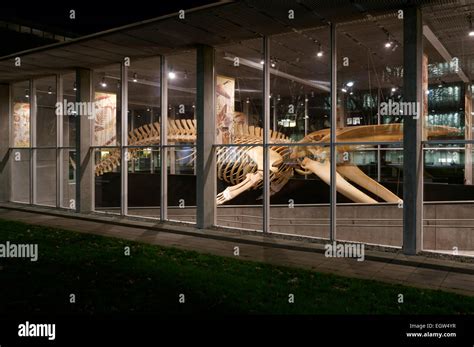 Complete Blue Whale Skeleton At Night Beaty Biodiversity Museum