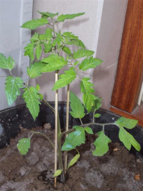 How To Stake Cherry Tomatoes In A Pot Global Gardening Secrets