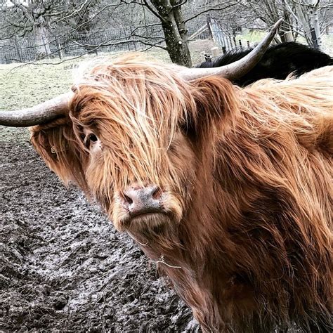Highland Cattle Scotland 🏴󠁧󠁢󠁳󠁣󠁴󠁿 Highland Cattle Cattle Scotland