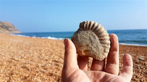 Jurassic Coast Dorset Uk Fossils