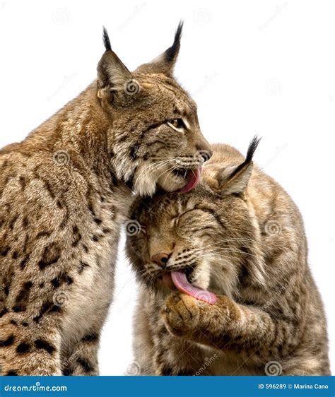 Two Lynx Stock Image Image Of Bobcat Portrait Novosibirsk 596289