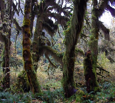 T The Hoh Rain Forest