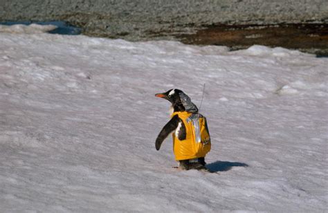 Psbattle Penguin Wearing Radio Pack Rphotoshopbattles