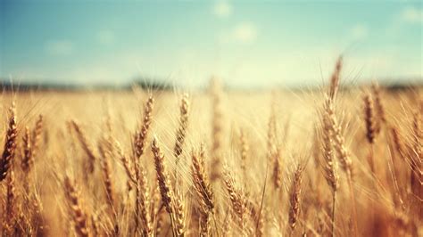 Ragtag scottish forces routed a large english army 700 years ago today at the battle of bannockburn, paving the way for the kingdom's independence. Scotland Declares Freedom From GMOs | FOOD MATTERS®