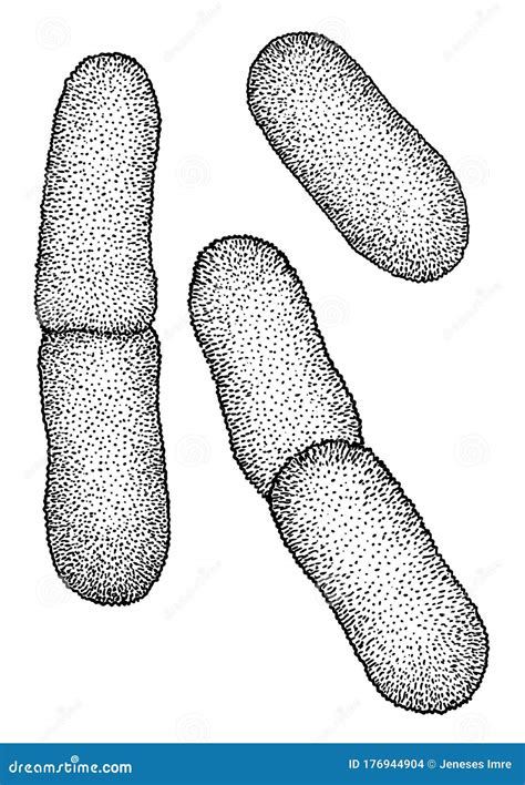 Yersinia Pestis Bacteria Illustration Drawing Engraving Ink Line