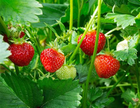 How To Keep Strawberry Plants Over Winter Uk Plants Bw