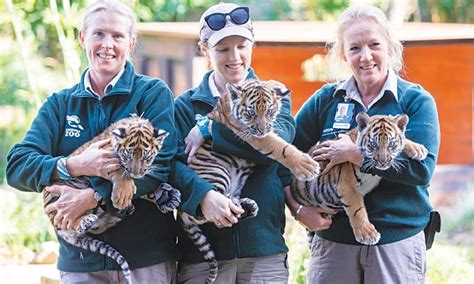 Rare Sumatran Tiger Cubs Make Public Debut At Sydney Zoo Newspaper