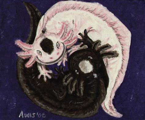 Axolotl Yin N Yang Ajolote Pelis Dibu