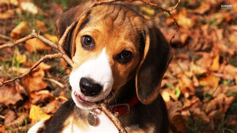 Beagle Puppy Wallpapers Wallpaper Cave