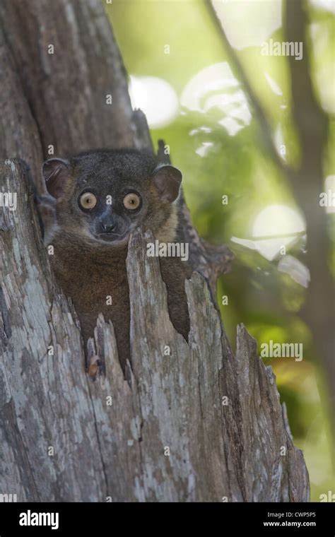 Hubbards Sportive Lemur Hi Res Stock Photography And Images Alamy
