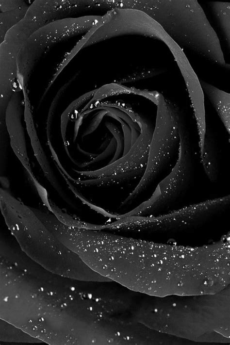 26 Black Rose Iphone Wallpapers Wallpaperboat