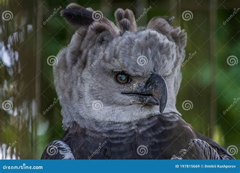 The Harpy Eagle American Harpy Eagle Harpia Harpyja Is A Neotropical