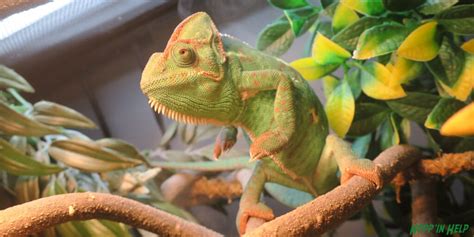 Veiled Chameleon Care Sheet Hoppin Help