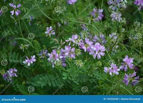 Pink Clover Flowers Or Crown Vetch Coronilla Stock Photo Image Of