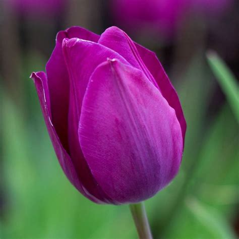 Buy Triumph Tulip Bulbs Tulipa Blue Beauty £599 Delivery By Crocus