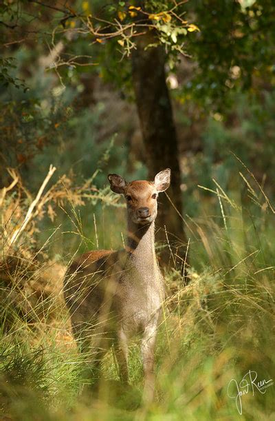 Sika Deer Cervus Nippon A And J Photography