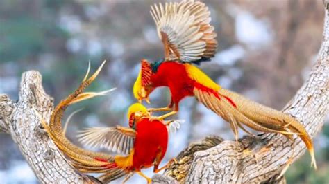 15 Most Beautiful Birds On Planet Earth Youtube