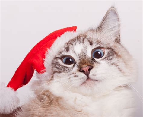 12 Portraits Of Pets In Christmas Costumes The Shutterstock Blog